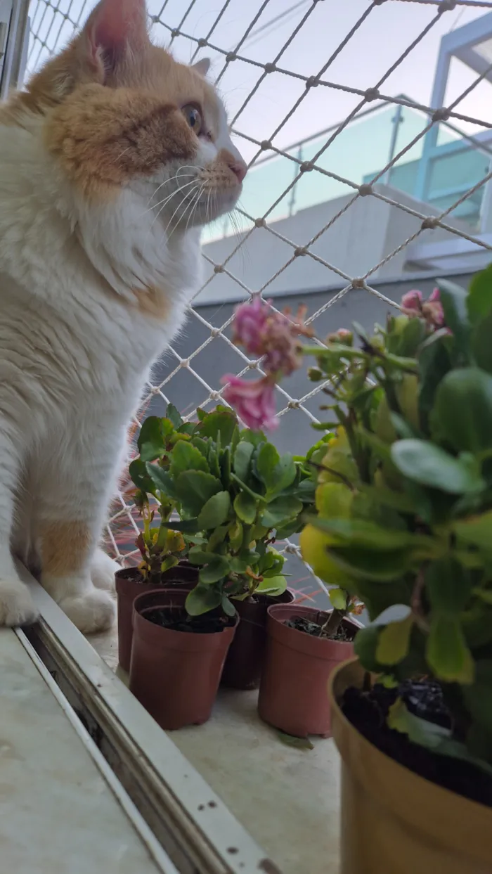 Gato raça SRD-ViraLata idade 2 anos nome Lion