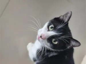 Gato raça SRD-ViraLata idade 4 anos nome Liam