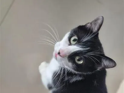 Gato raça SRD-ViraLata idade 4 anos nome Liam