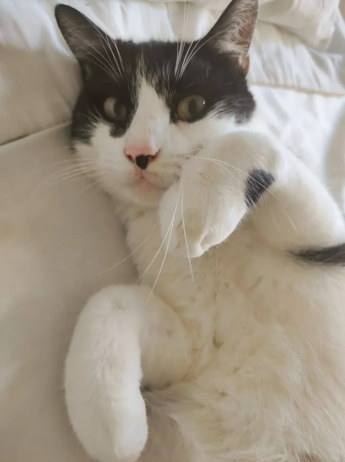 Gato raça SRD-ViraLata idade 4 anos nome Liam