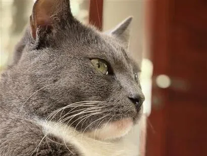 Gato raça SRD-ViraLata idade 4 anos nome Luc