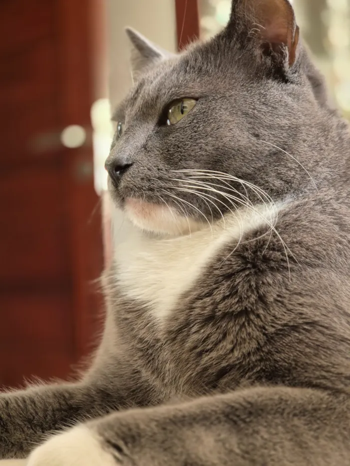 Gato raça SRD-ViraLata idade 4 anos nome Luc