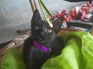 Gato raça SRD-ViraLata idade Abaixo de 2 meses nome fêmea 