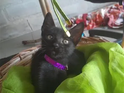 Gato raça SRD-ViraLata idade Abaixo de 2 meses nome fêmea 