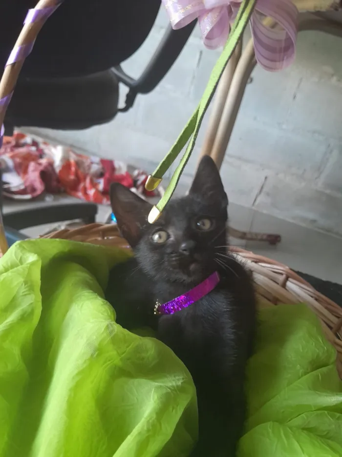 Gato raça SRD-ViraLata idade Abaixo de 2 meses nome fêmea 