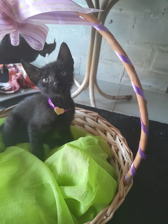 Gato raça SRD-ViraLata idade Abaixo de 2 meses nome fêmea 