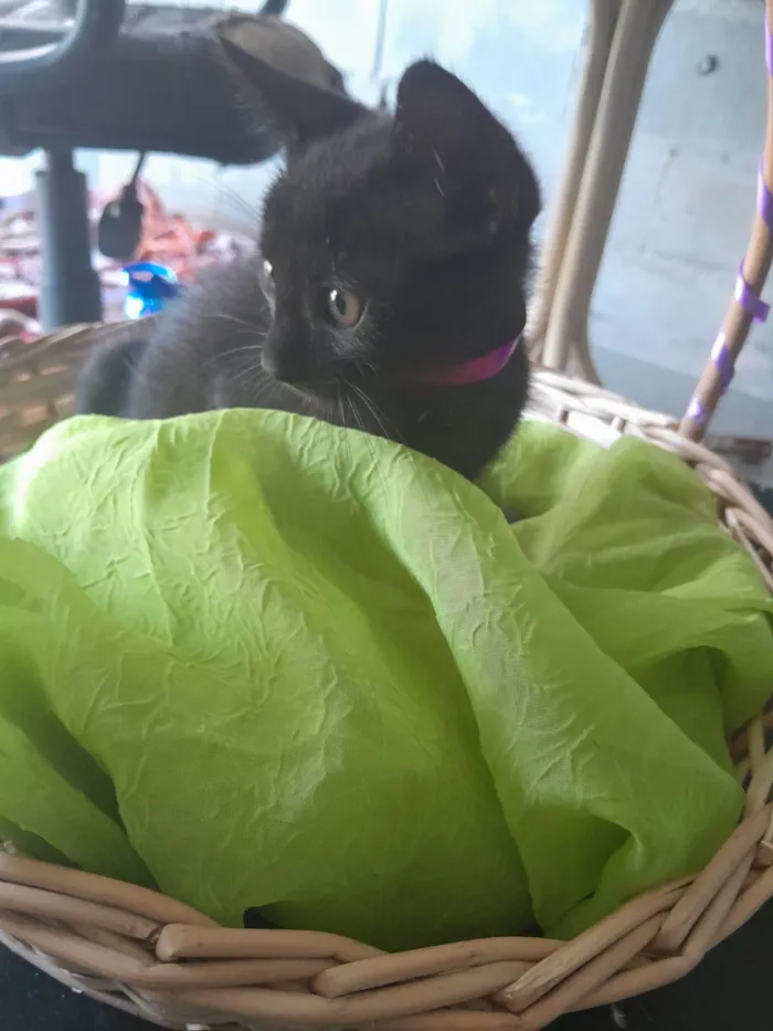 Gato raça SRD-ViraLata idade Abaixo de 2 meses nome fêmea 