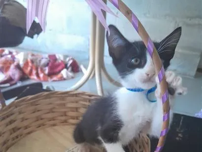 Gato raça SRD-ViraLata idade 2 a 6 meses nome macho