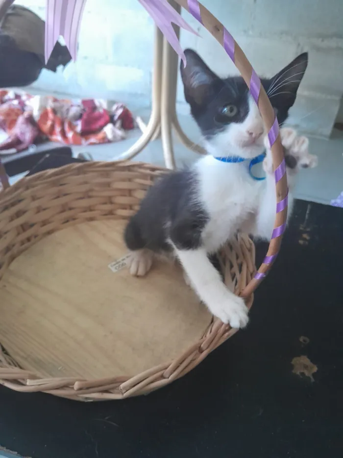 Gato raça SRD-ViraLata idade 2 a 6 meses nome macho