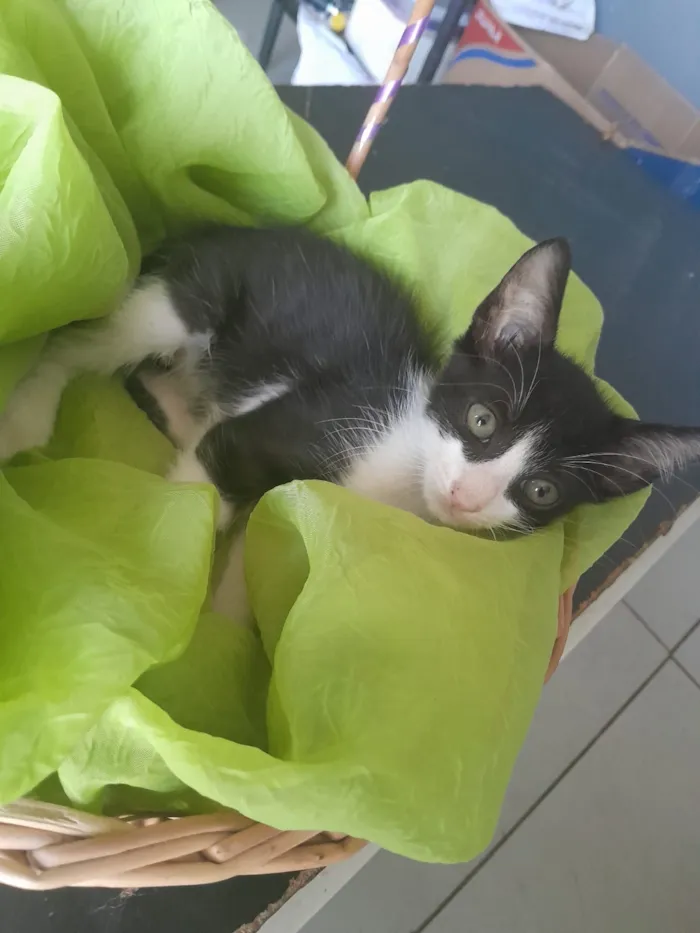 Gato raça SRD-ViraLata idade 2 a 6 meses nome macho