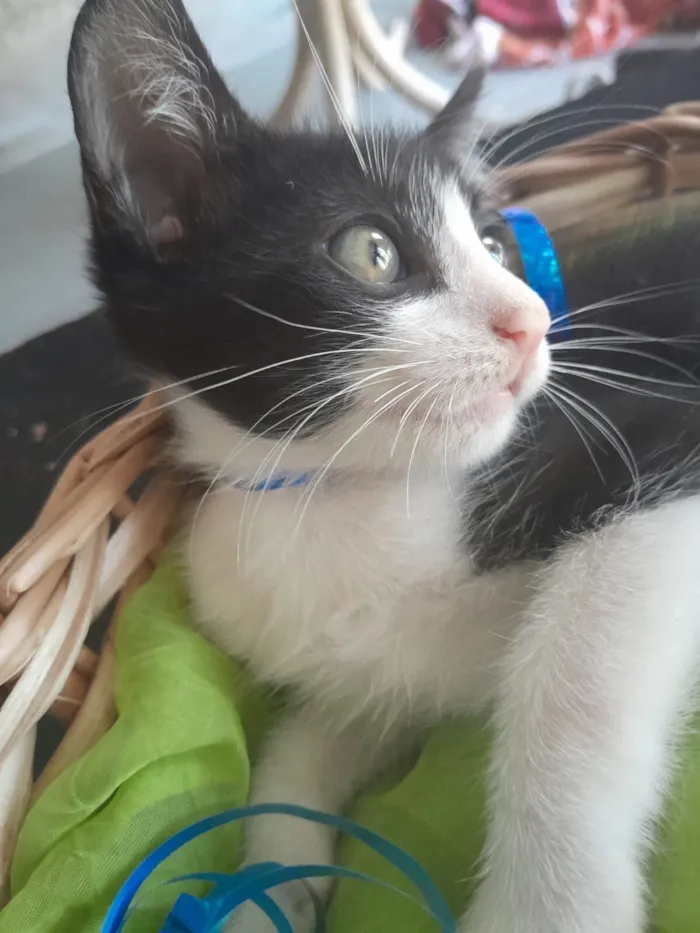 Gato raça SRD-ViraLata idade 2 a 6 meses nome macho