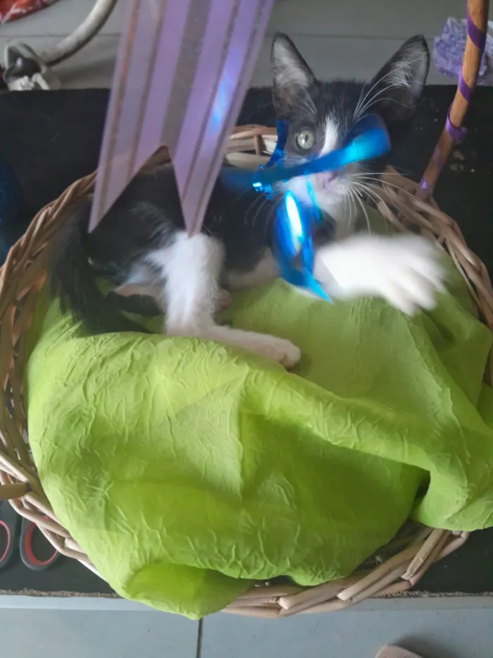 Gato raça SRD-ViraLata idade 2 a 6 meses nome macho