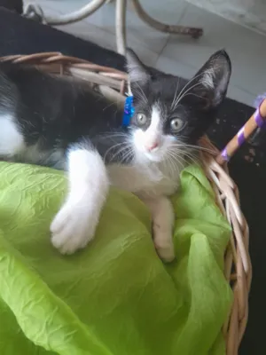 Gato raça SRD-ViraLata idade 2 a 6 meses nome macho