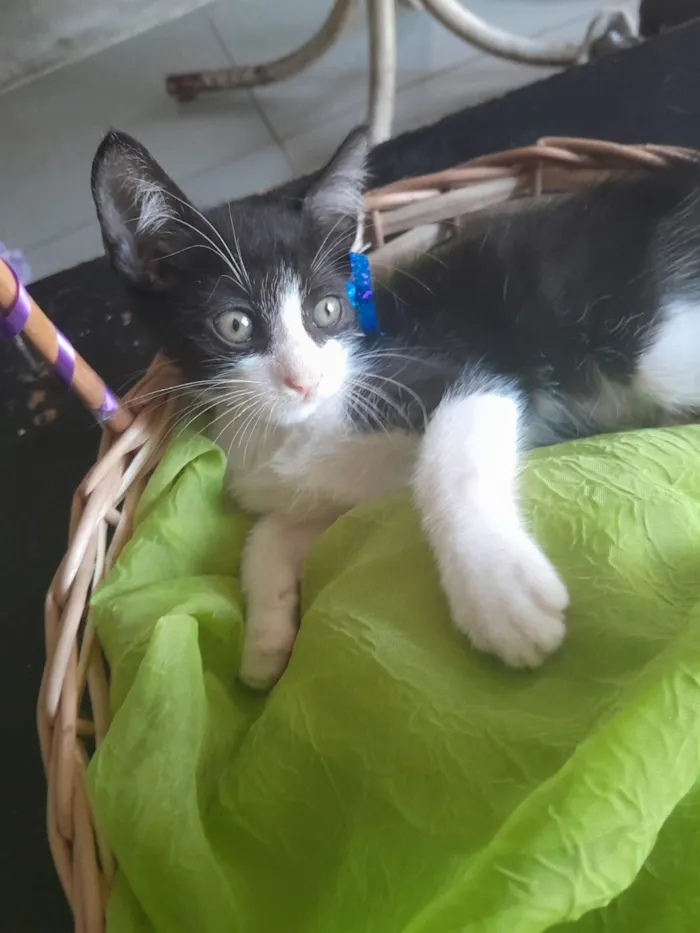 Gato raça SRD-ViraLata idade 2 a 6 meses nome macho