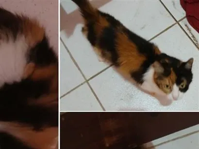Gato raça SRD-ViraLata idade 2 a 6 meses nome não tem ?