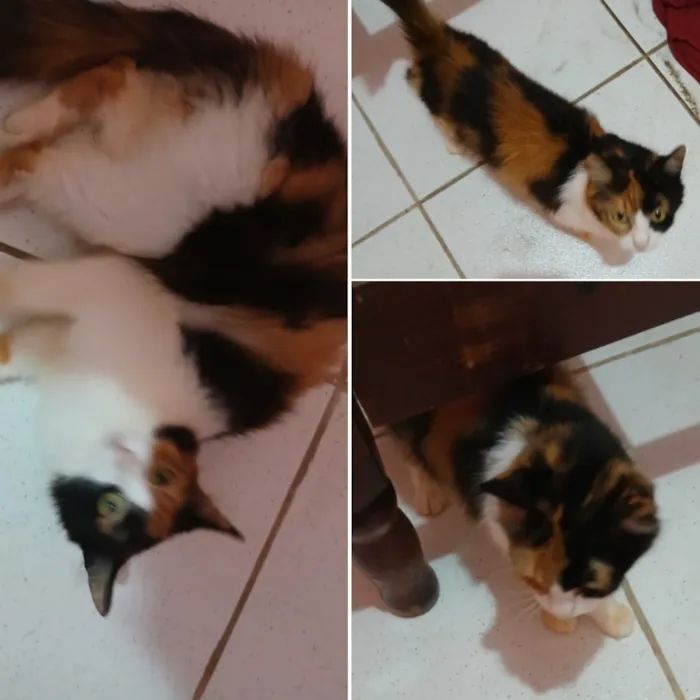 Gato raça SRD-ViraLata idade 2 a 6 meses nome não tem ?