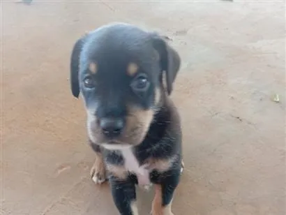 Cachorro raça SRD-ViraLata idade Abaixo de 2 meses nome tito