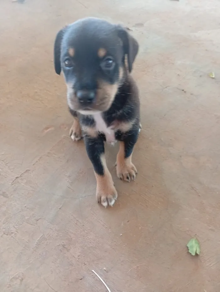 Cachorro raça SRD-ViraLata idade Abaixo de 2 meses nome tito