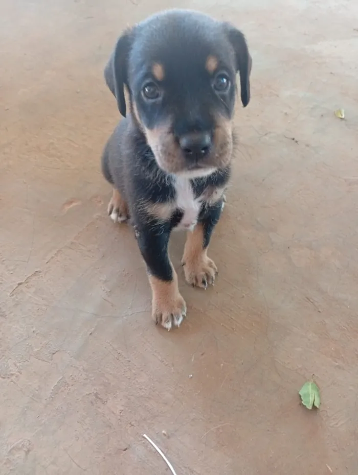 Cachorro raça SRD-ViraLata idade Abaixo de 2 meses nome tito