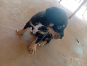 Cachorro raça SRD-ViraLata idade Abaixo de 2 meses nome tito