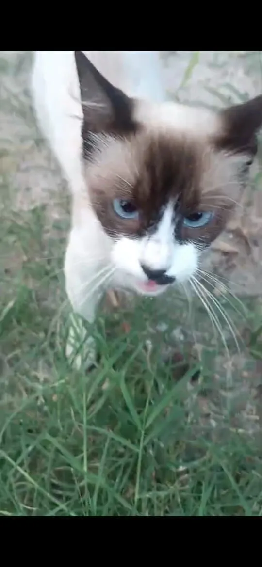 Gato raça SRD-ViraLata idade 7 a 11 meses nome Sem nome