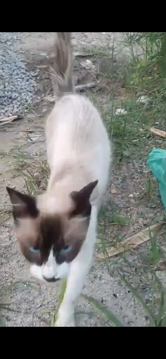 Gato raça SRD-ViraLata idade 7 a 11 meses nome Sem nome