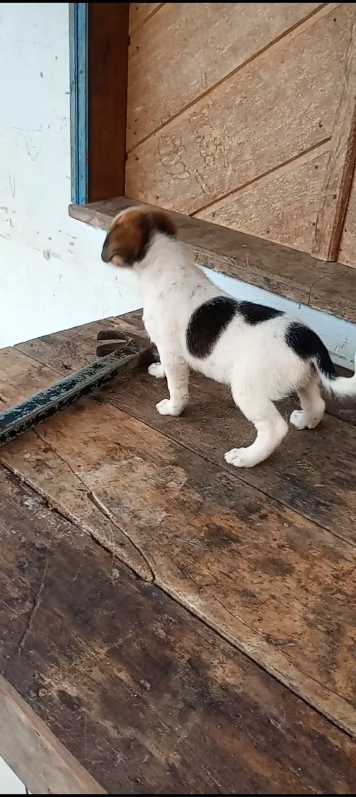 Cachorro raça SRD-ViraLata idade 2 a 6 meses nome maria