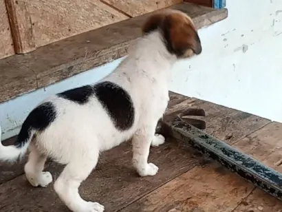 Cachorro raça SRD-ViraLata idade 2 a 6 meses nome maria