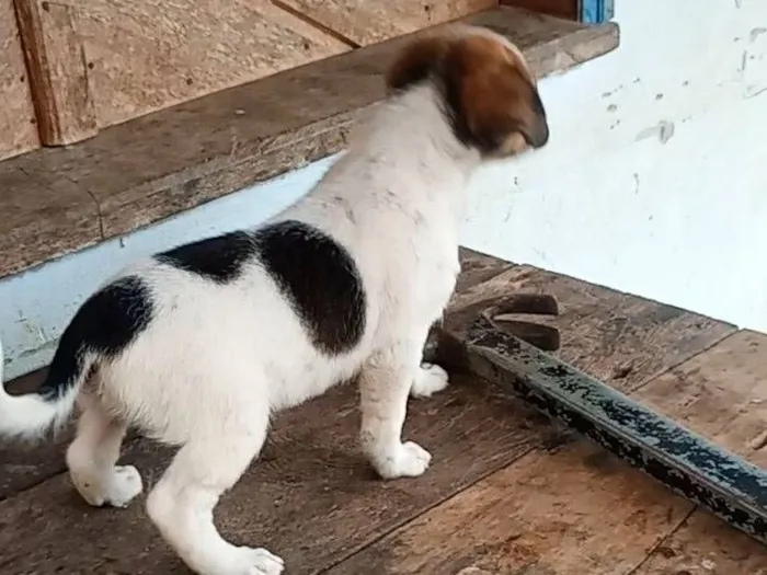 Cachorro raça SRD-ViraLata idade 2 a 6 meses nome maria