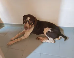 Cachorro raça SRD-ViraLata idade 1 ano nome Alfredo 