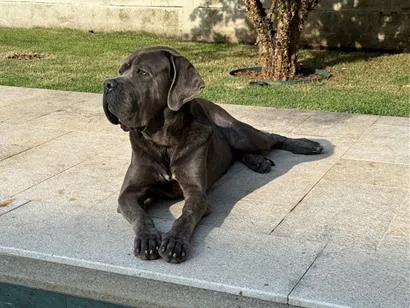 Cachorro raça Shitzu idade 5 anos nome Vito