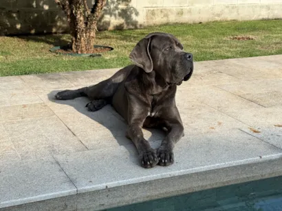 Cachorro raça Shitzu idade 5 anos nome Vito