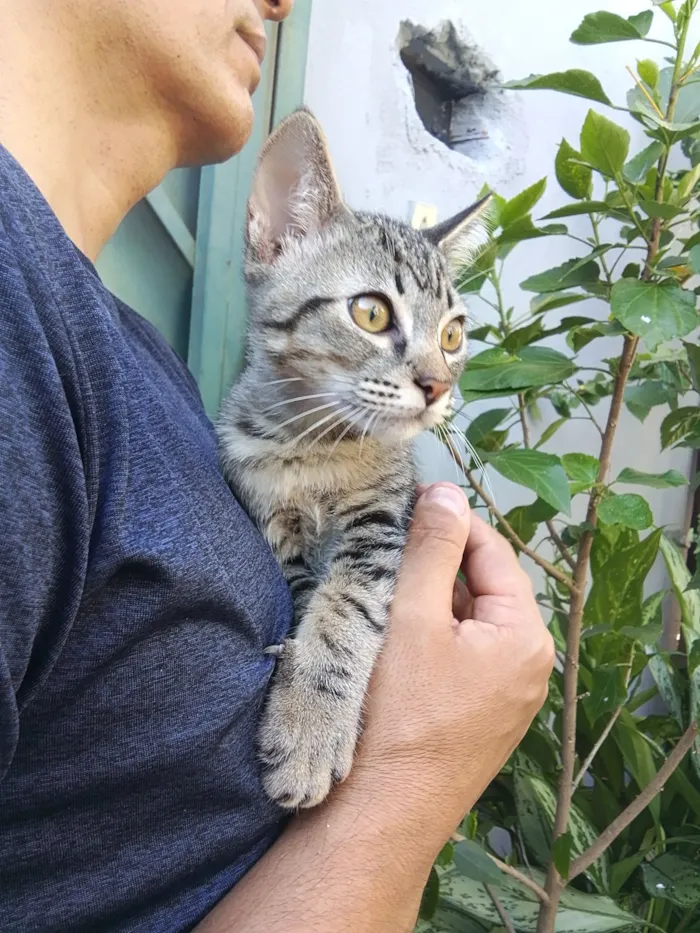 Gato raça SRD-ViraLata idade Abaixo de 2 meses nome gatinhos 