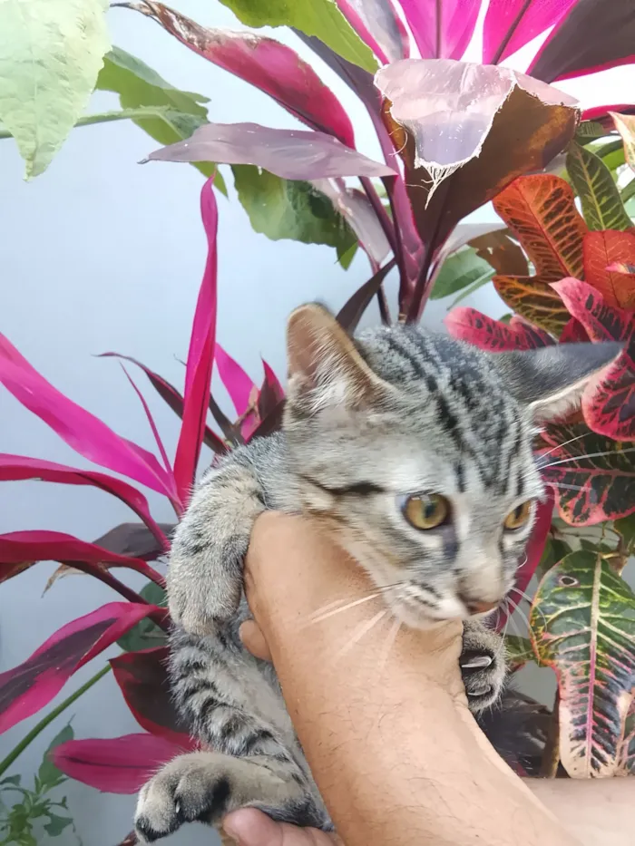 Gato raça SRD-ViraLata idade Abaixo de 2 meses nome gatinhos 