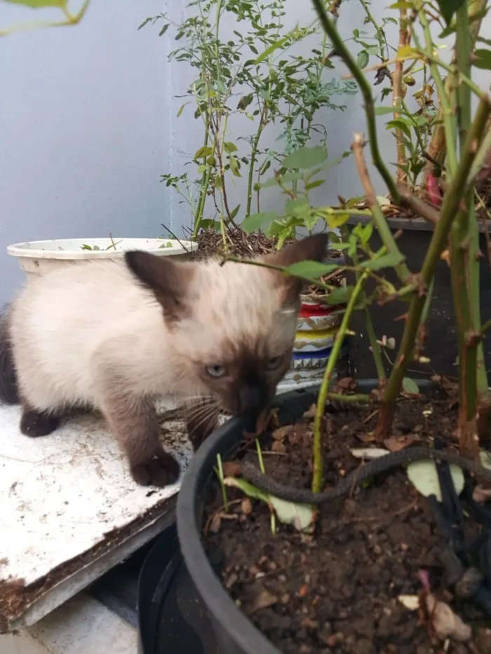 Gato raça SRD-ViraLata idade Abaixo de 2 meses nome gatinhos 