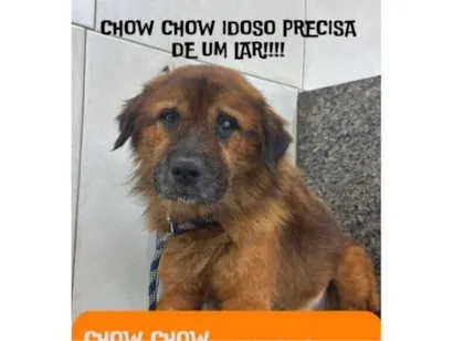 Cachorro raça Chow Chow idade 6 ou mais anos nome Chow chow