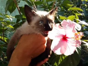 Gato raça SRD-ViraLata idade Abaixo de 2 meses nome gatinhos 