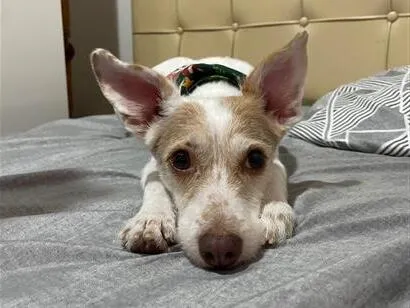 Cachorro raça SRD-ViraLata idade 5 anos nome Kiara