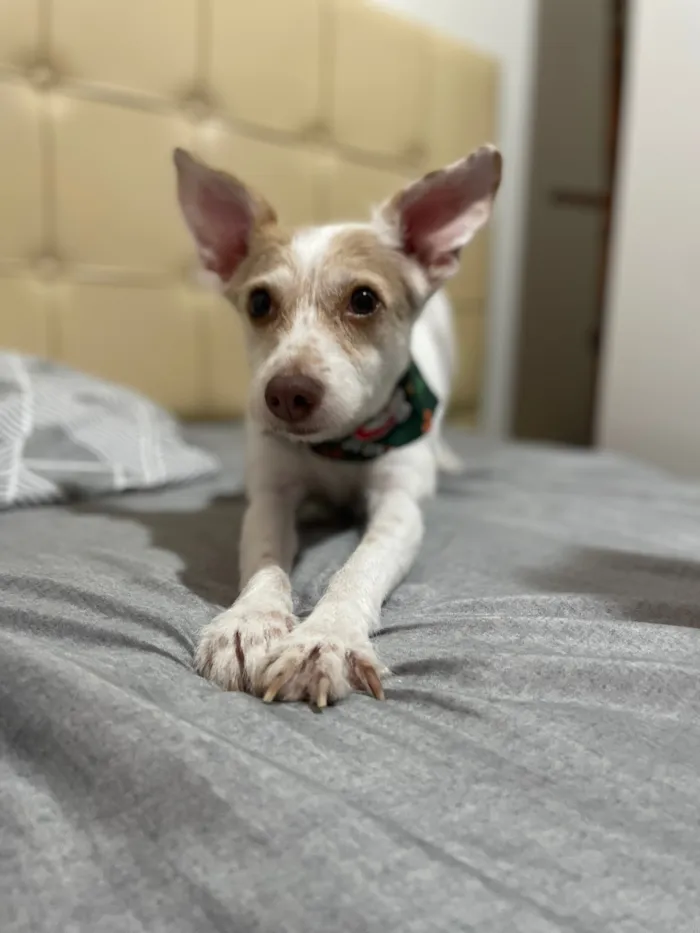 Cachorro raça SRD-ViraLata idade 5 anos nome Kiara