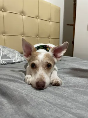 Cachorro raça SRD-ViraLata idade 5 anos nome Kiara