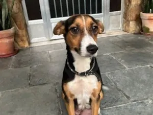 Cachorro raça SRD-ViraLata idade 2 anos nome D. Judite