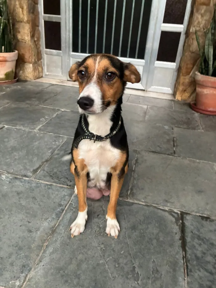 Cachorro raça SRD-ViraLata idade 2 anos nome D. Judite