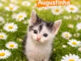 Augustinha