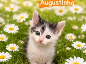 Gato raça SRD-ViraLata idade Abaixo de 2 meses nome Augustinha