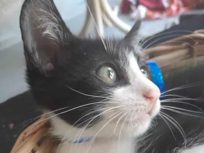 Gato raça SRD-ViraLata idade 2 a 6 meses nome macho