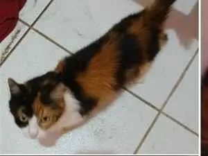 Gato raça SRD-ViraLata idade 2 a 6 meses nome não tem ?