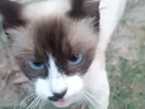 Gato raça SRD-ViraLata idade 7 a 11 meses nome Sem nome