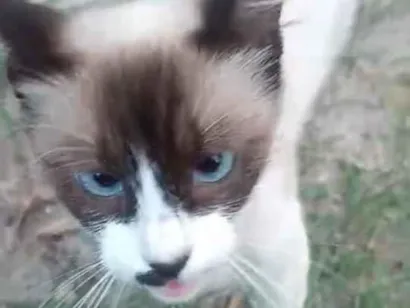 Gato raça SRD-ViraLata idade 7 a 11 meses nome Sem nome