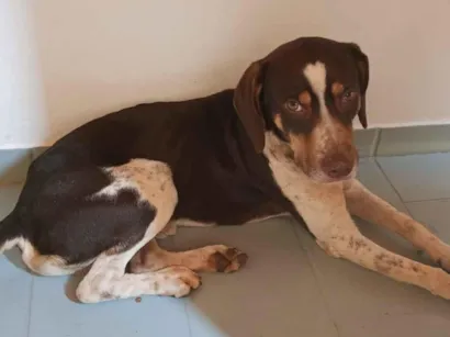 Cachorro raça SRD-ViraLata idade 1 ano nome Alfredo 