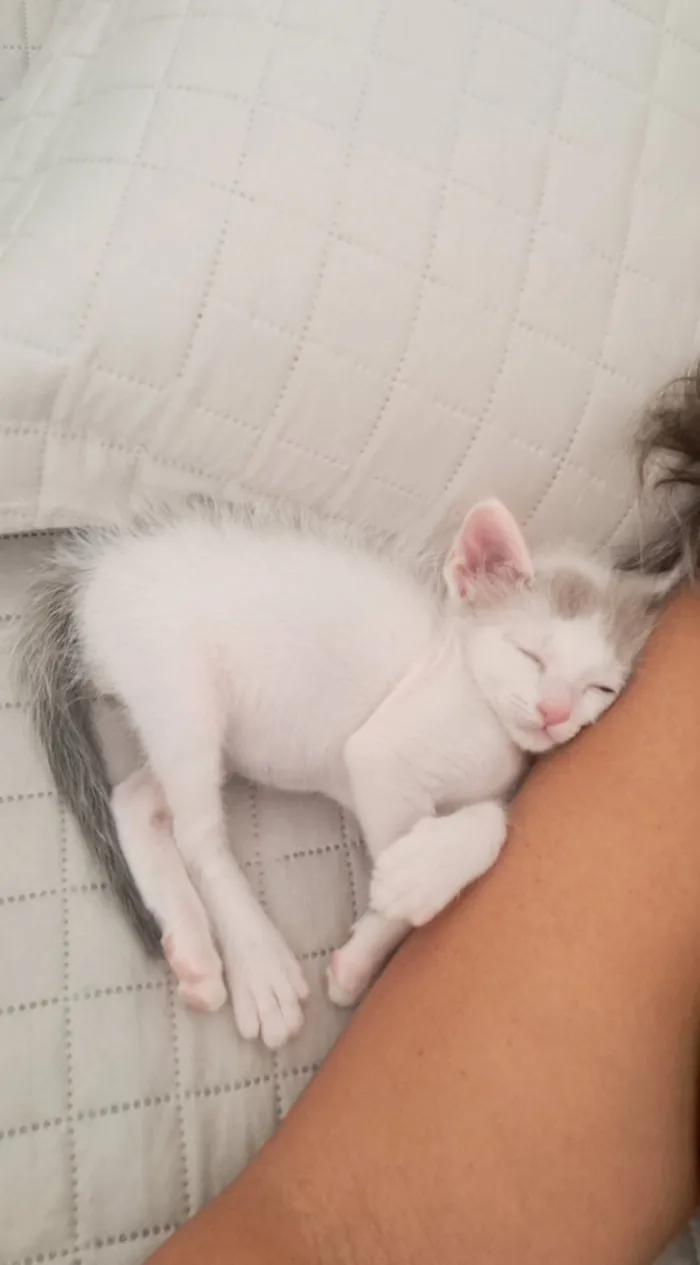 Gato raça SRD-ViraLata idade Abaixo de 2 meses nome Mick